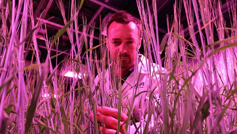 A UQ Agricultural scientist analyses crops in a lab under purple lights