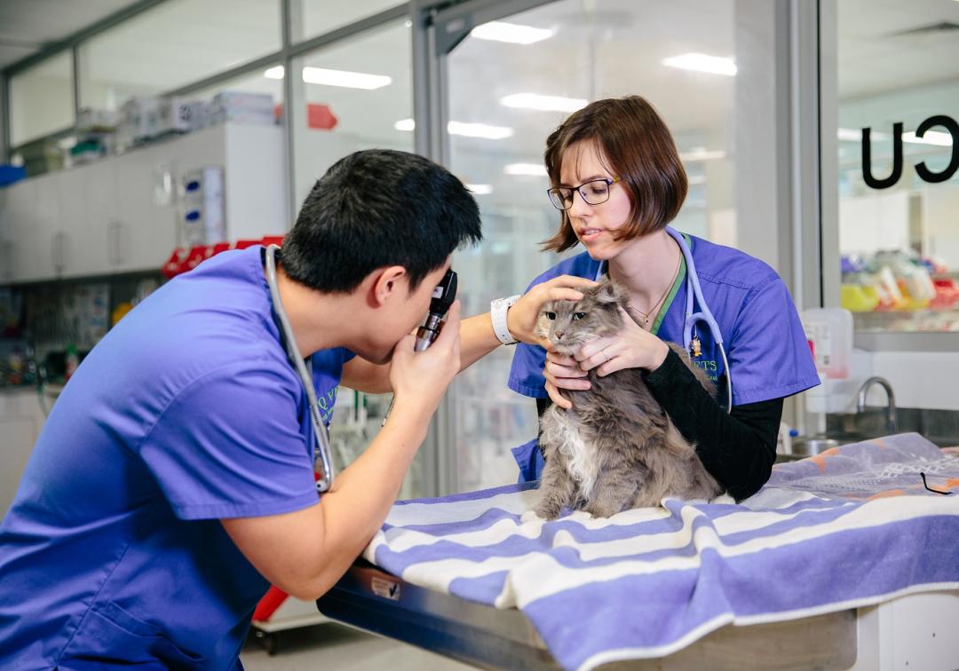 Vet clinic staff examining a cat