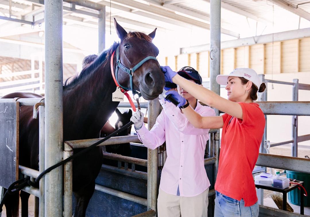 Students caring for a horse.