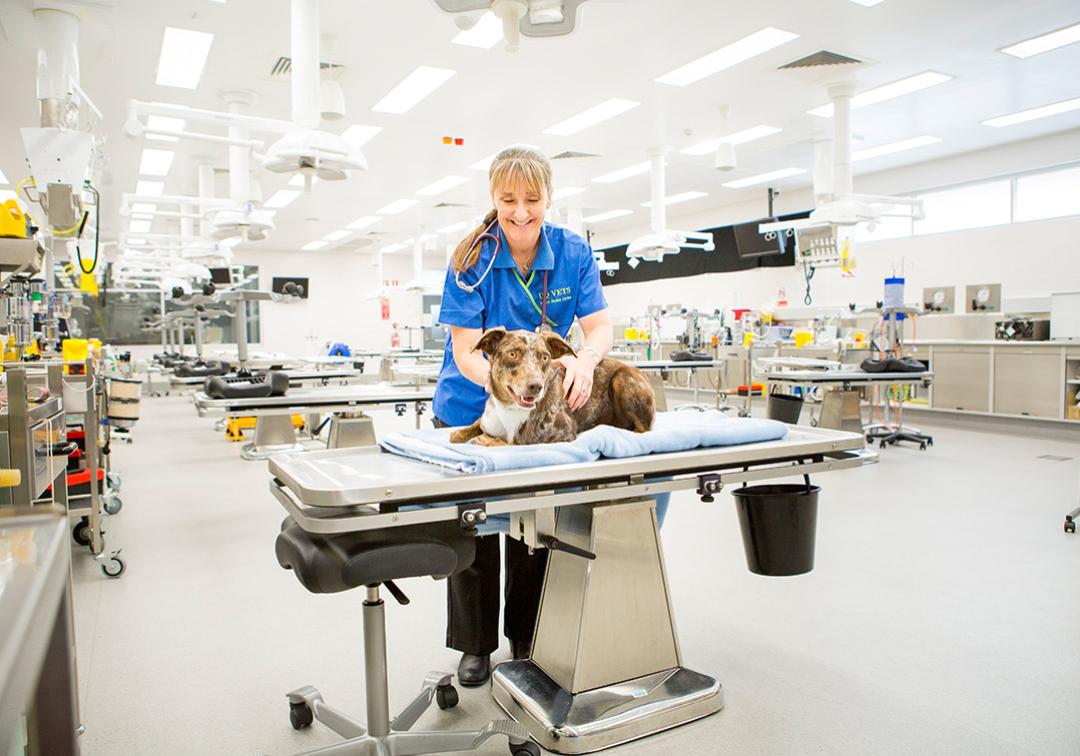 Bachelor of Veterinary Science (Honours) - Study - The University of  Queensland