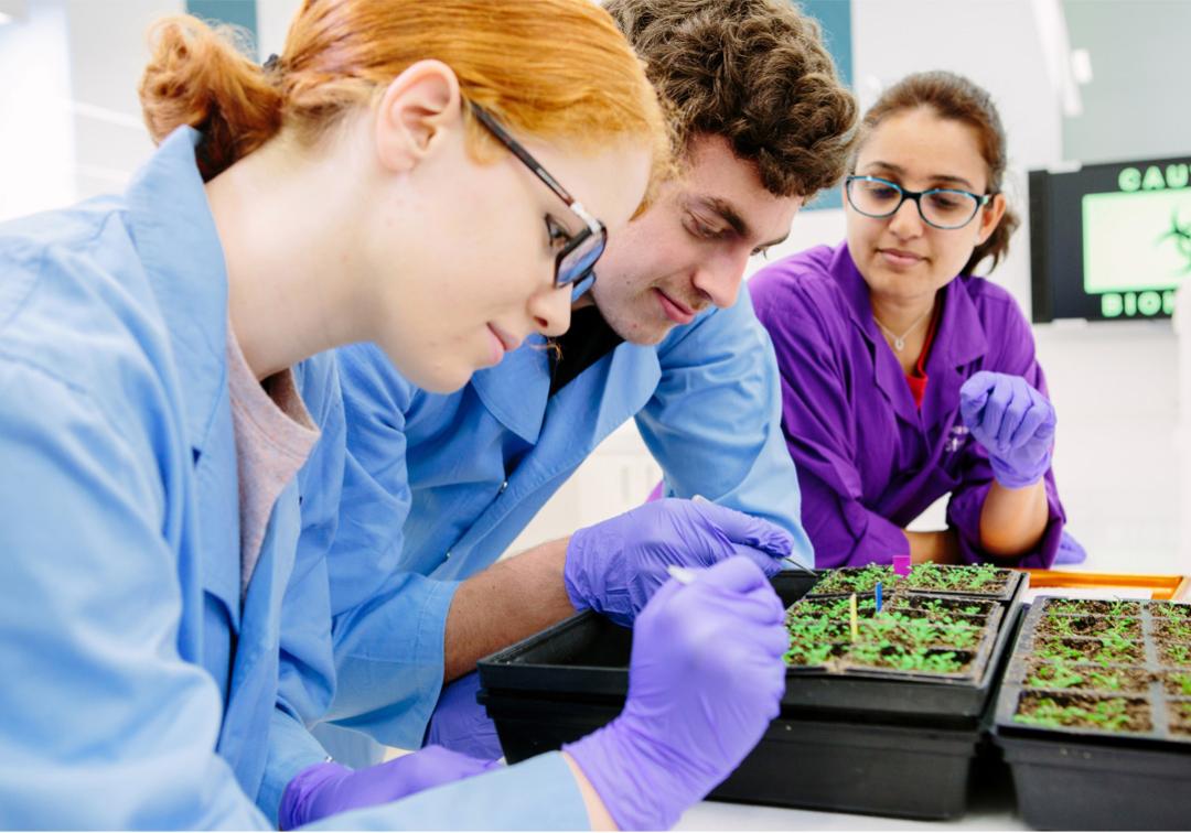 Students inspecting a tray of seedlings.