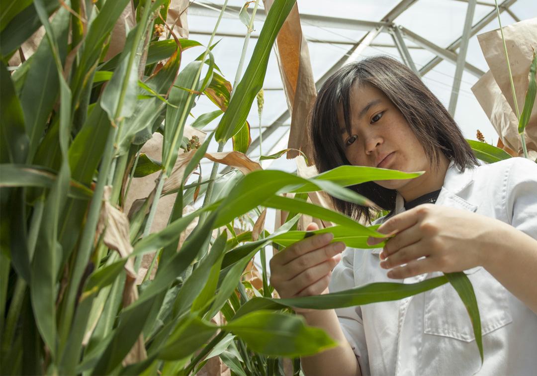 Cassandra Chong Yi Wen examining corn plants