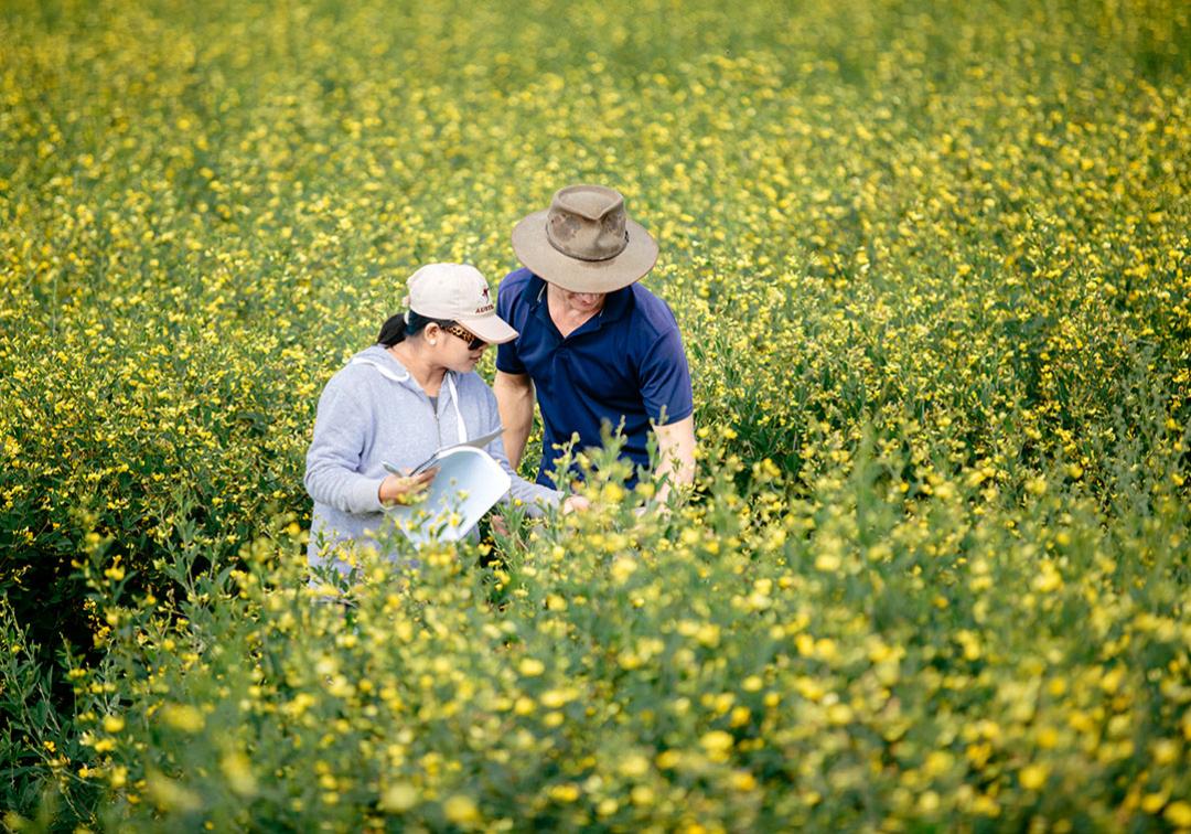 Two students examining a field of canola