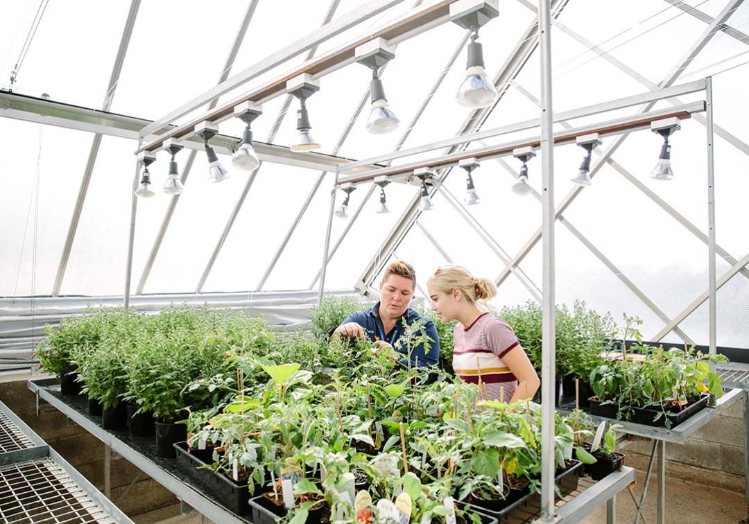 UQ students studying crops in a greenhouse