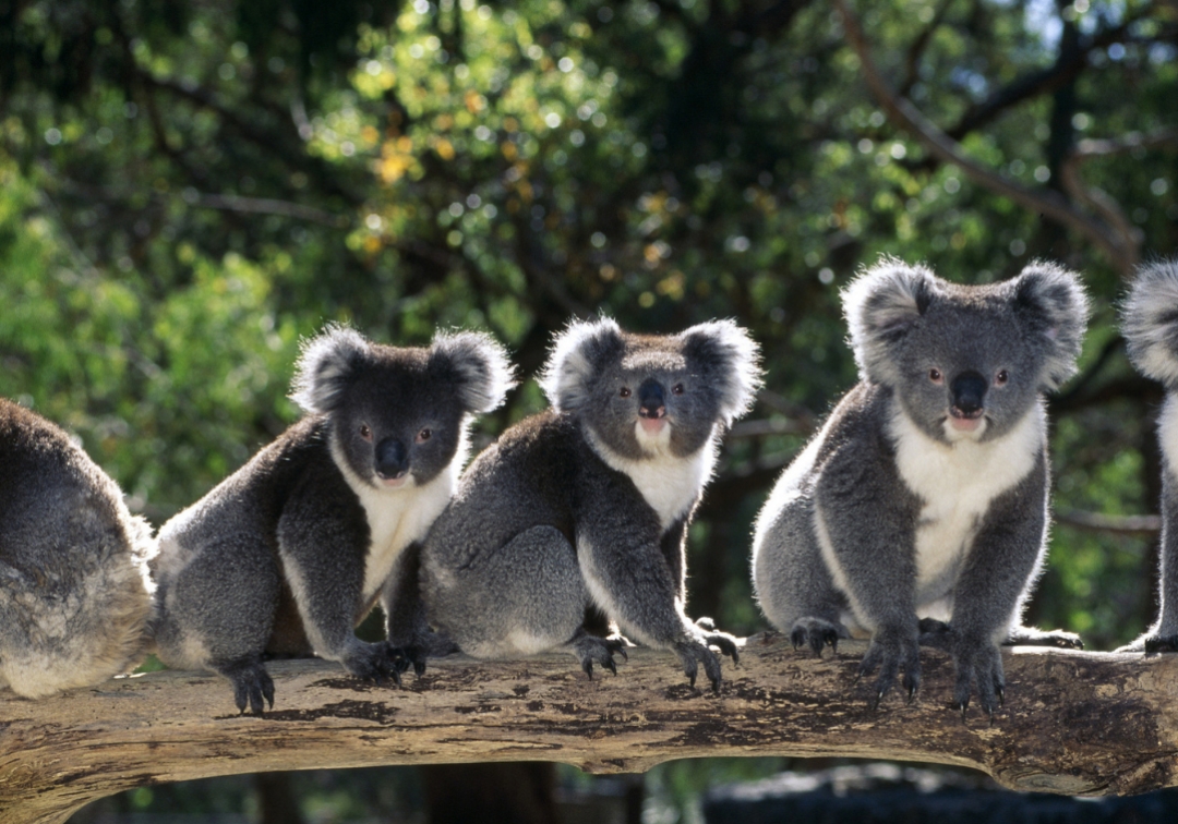 Image of Koalas