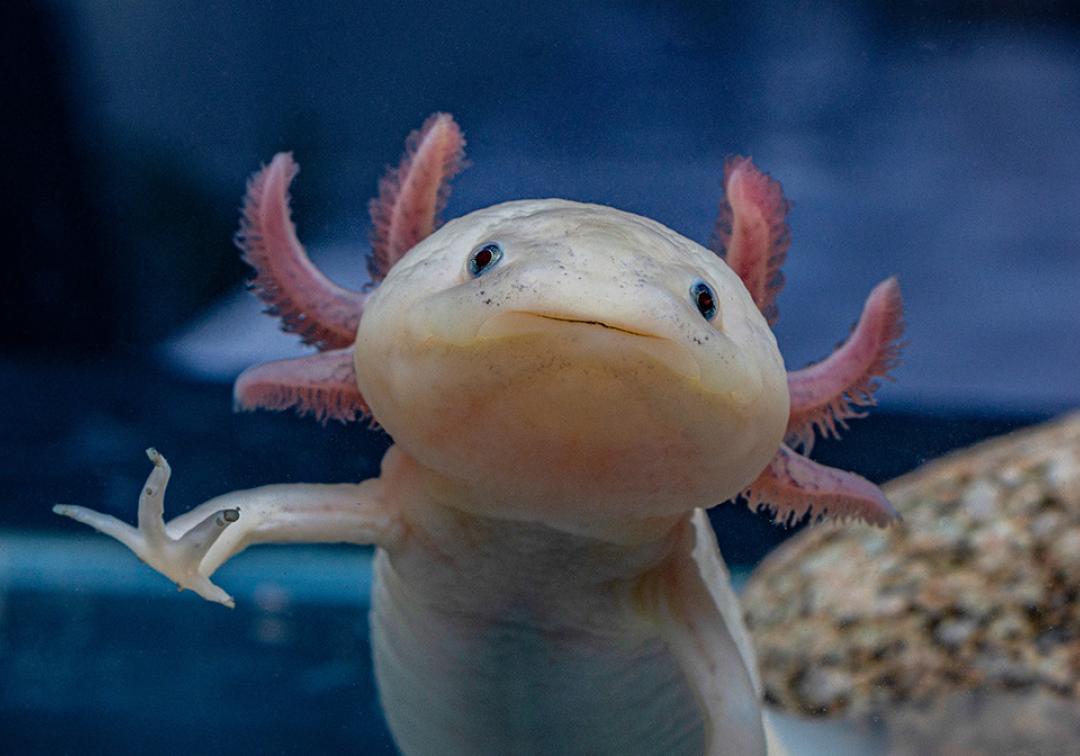 pink axolotl