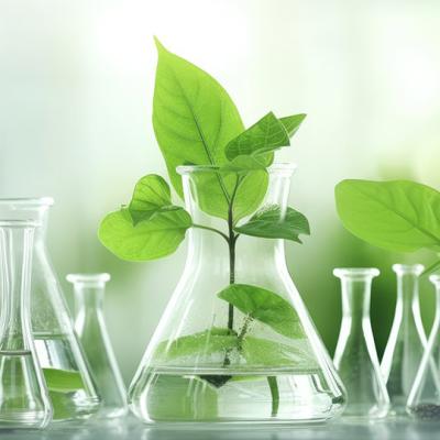 plants growing in science flasks
