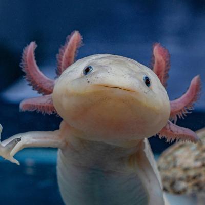 pink axolotl