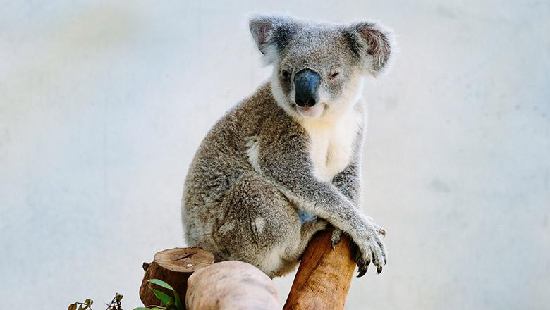 A koala sits in a tree.