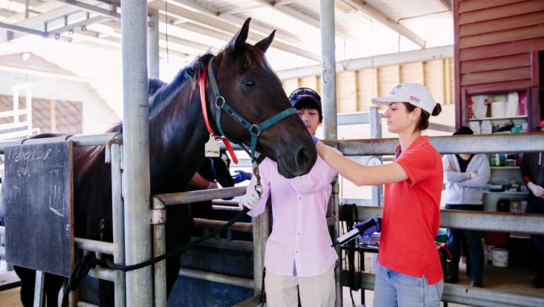 Gatton equine facilities and vet students