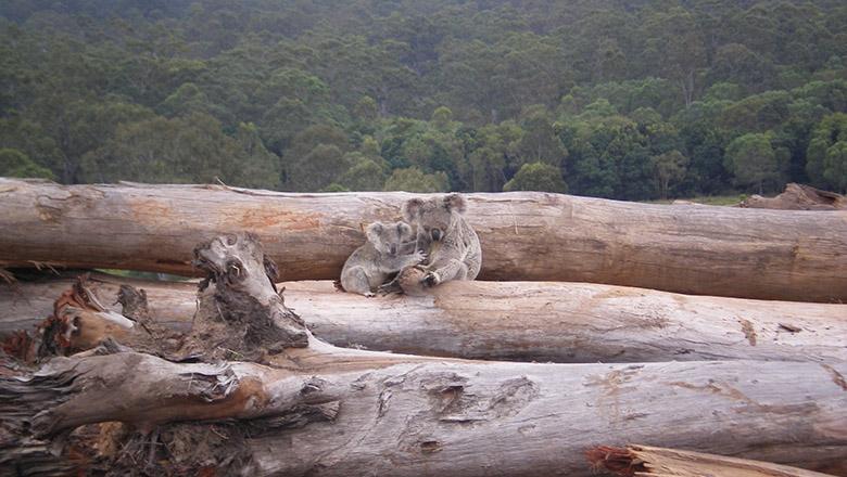Koalas deforestation