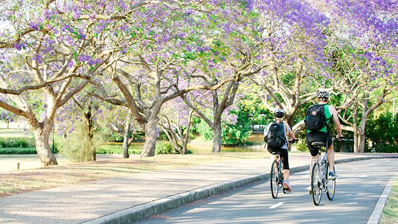 Two cyclists riding on a bicycle path next edged with blooming purple jacaranda trees
