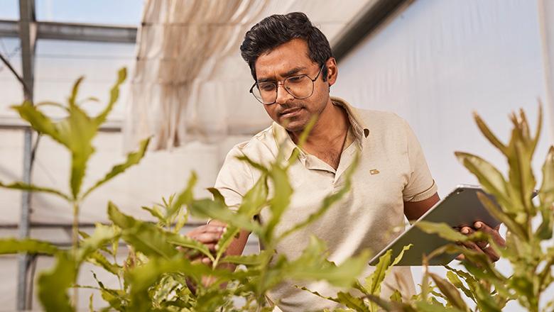 A UQ PhD candidate examines plants in a greenhouse while holding a tablet