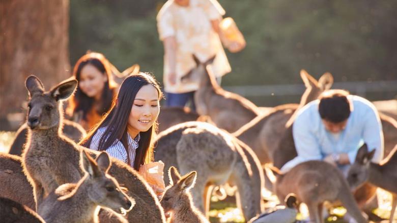 Woman patting kangaroos