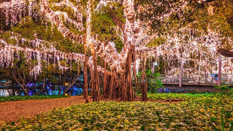 Tree covered in fairy lights at night in the Botanic Gardens