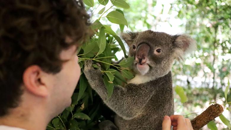 Picture of a man and a koala at Lone Pine Sanctuary