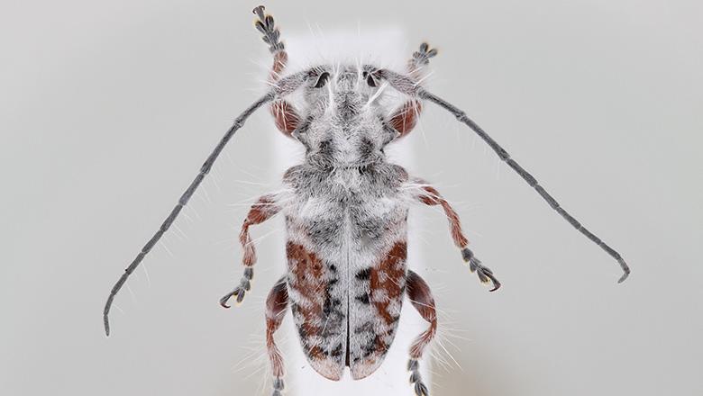 Excastra albopilosa, a species of fluffy longhorn beetle