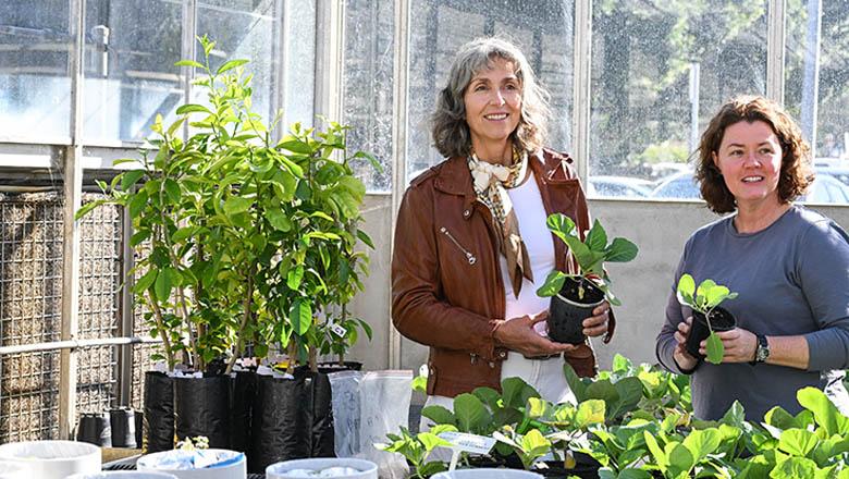 Researchers planting crops in the UQ greenhouses