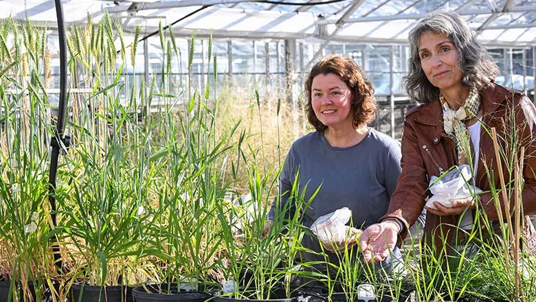 Researchers applying fertiliser in a UQ greenhouse