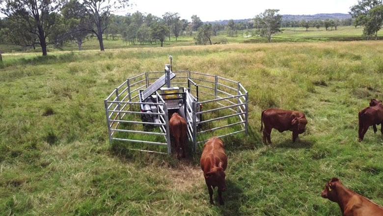 Cows in a paddock enter a fenced off feeding trough