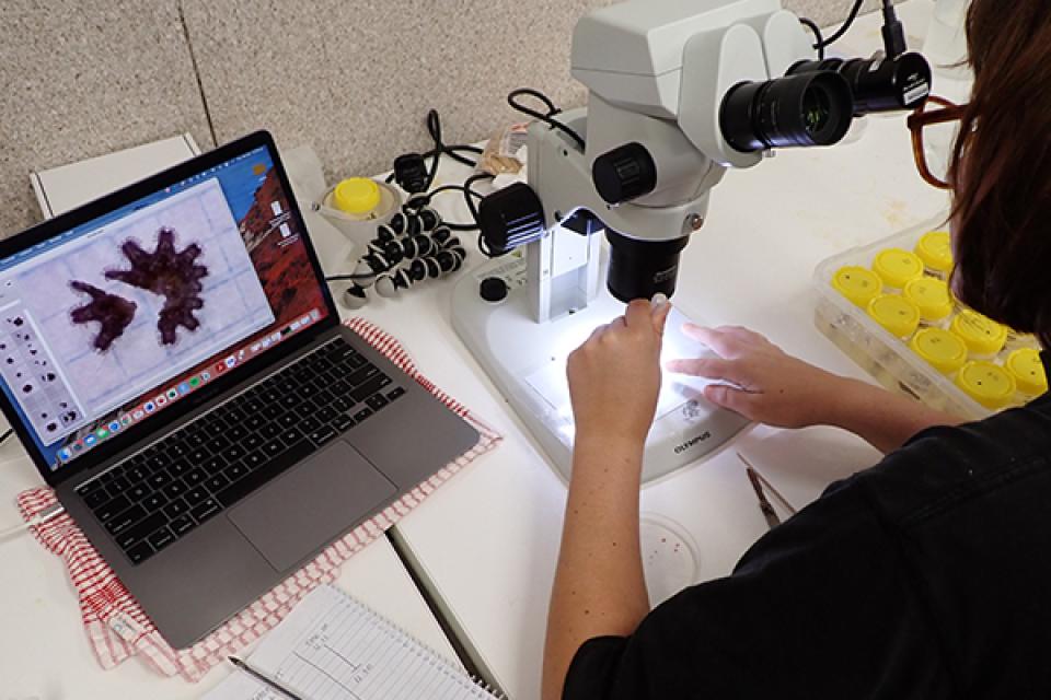 Amelia's PhD field trip - analysing samples in the lab