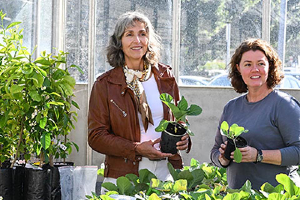 Researchers planting crops in the UQ greenhouses