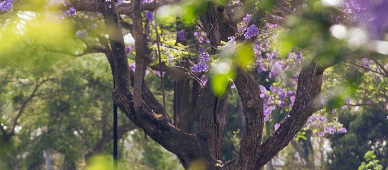 Close up of trees at UQ including the purple flowers of a jacaranda tree