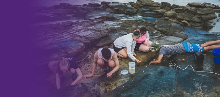 A group of students search in a rockpool