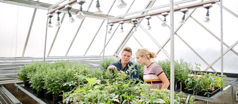 UQ students studying crops in a greenhouse