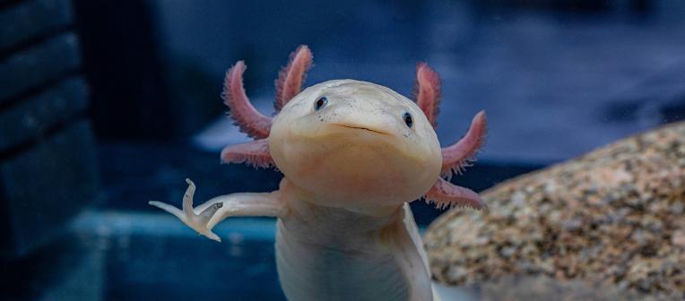 pink axolotl