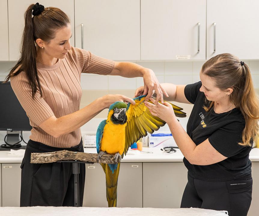 Two people holding a parrot's outstretched wing in a veterinary office