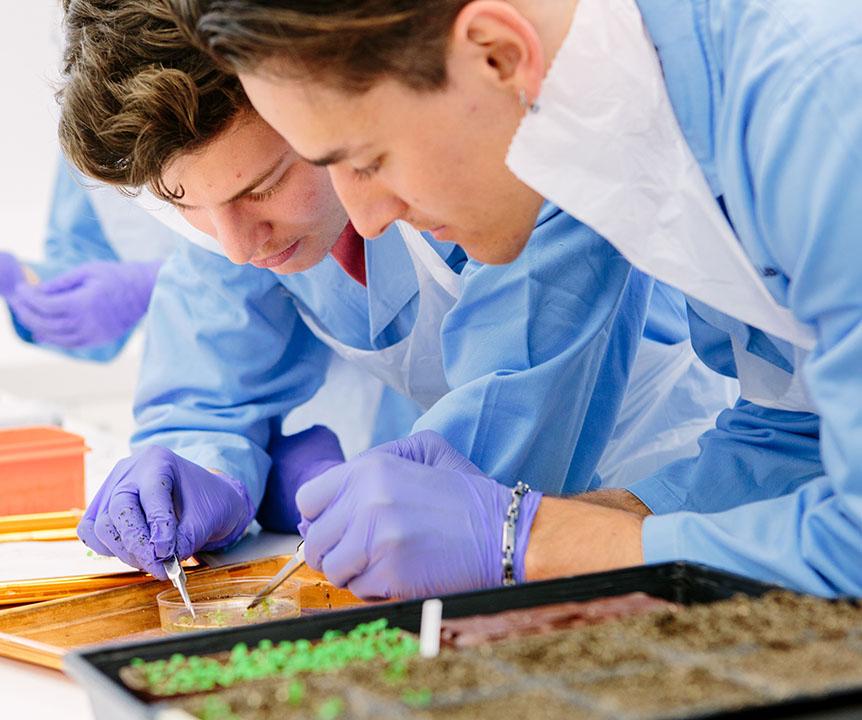 Two students with blue lab coats and purple gloves analyse a petri dish