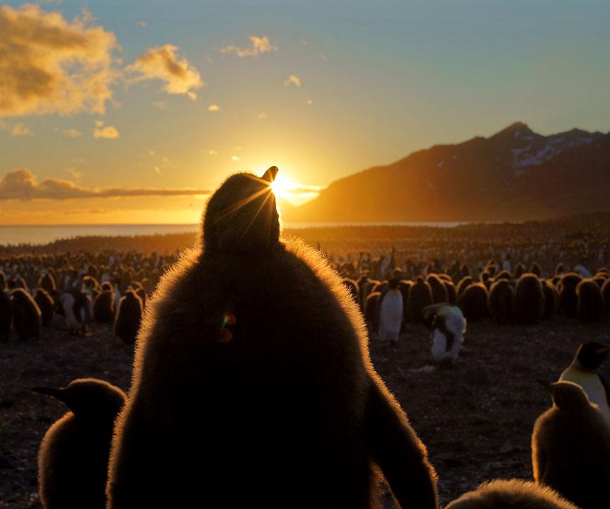 Penguin in colony of penguins backlit by sun