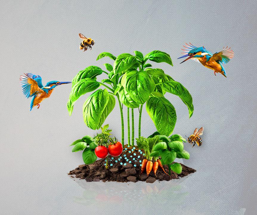 Hummingbirds and bees hovering over vegetable plants