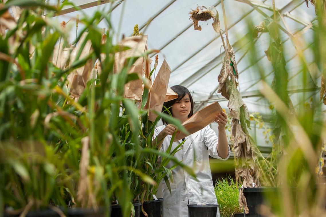 Student studying plants in a greenhouse.