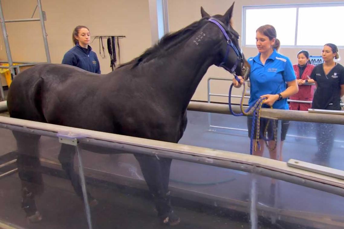 Students lead a horse onto some scales in the UQ equine hospital