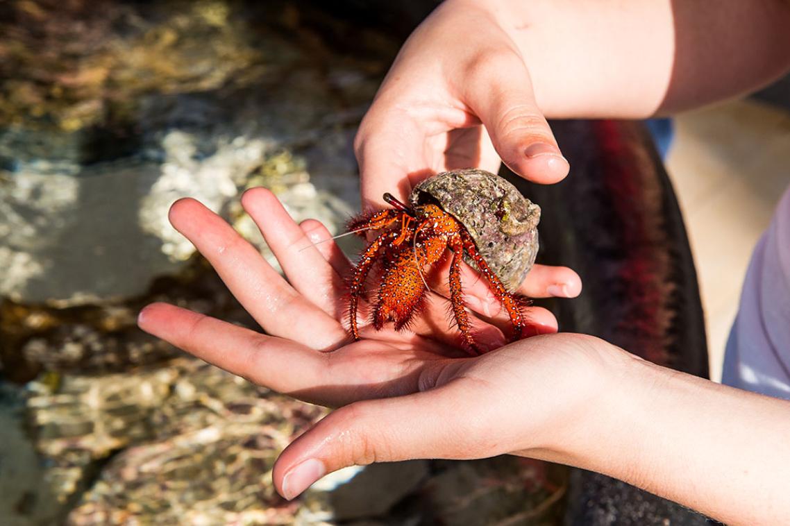 Beach crab cradled in scientist's hand. 